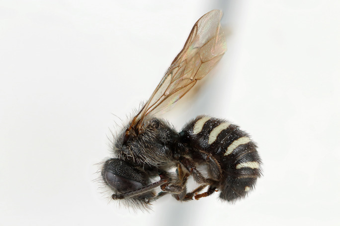 Lateral view of pinned bee, Stelis sp.