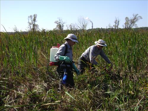 Restoration of the Biological Resources of the Cowles Bog Wetland Complex (Indiana Dunes National Park):Phase II-Fen Recovery (2007-2010)