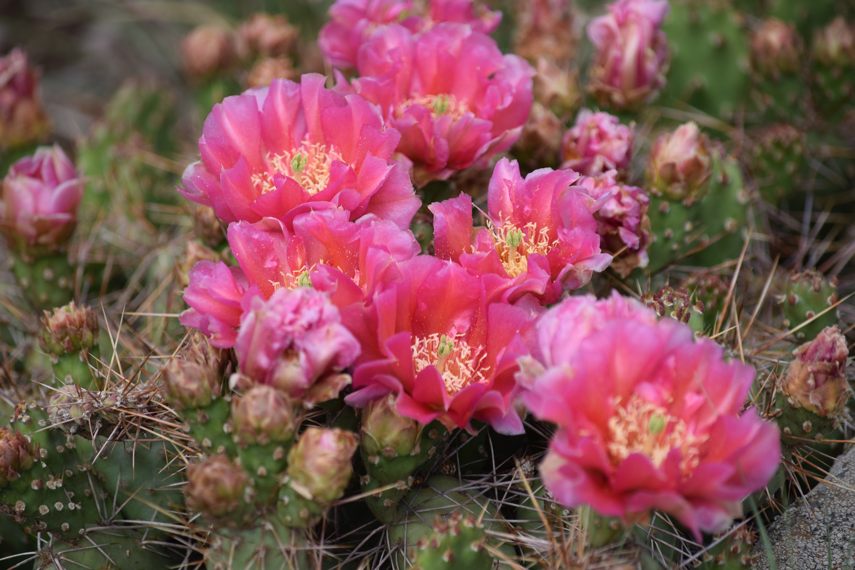 Vibrant pink flowers with light yellow centers bloom from a ground level green and brown cactus