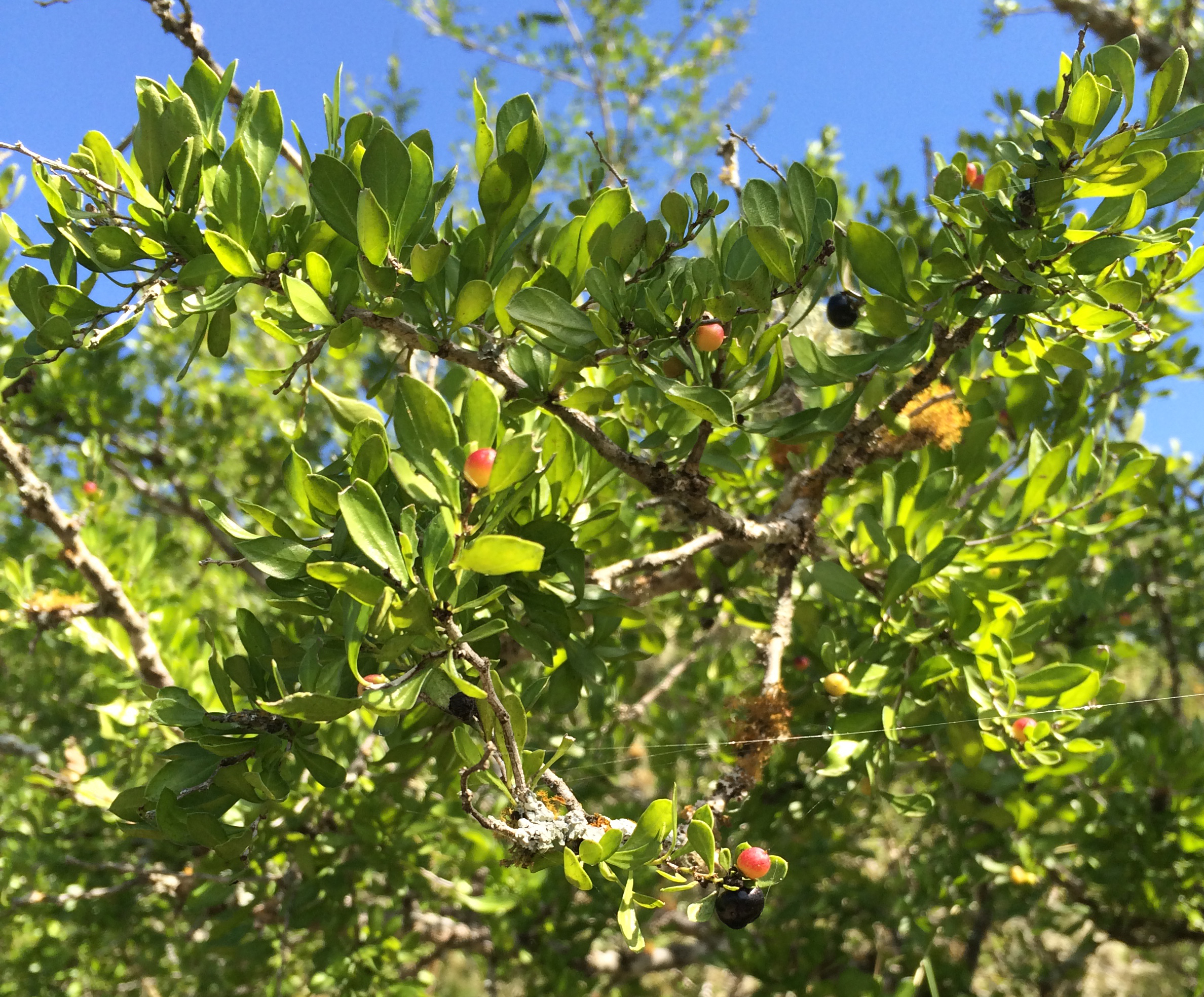 a shrub with spoon-shaped green leaves and fruit maturing from reddish to black