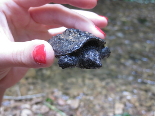 Baby common snapping turtle held up