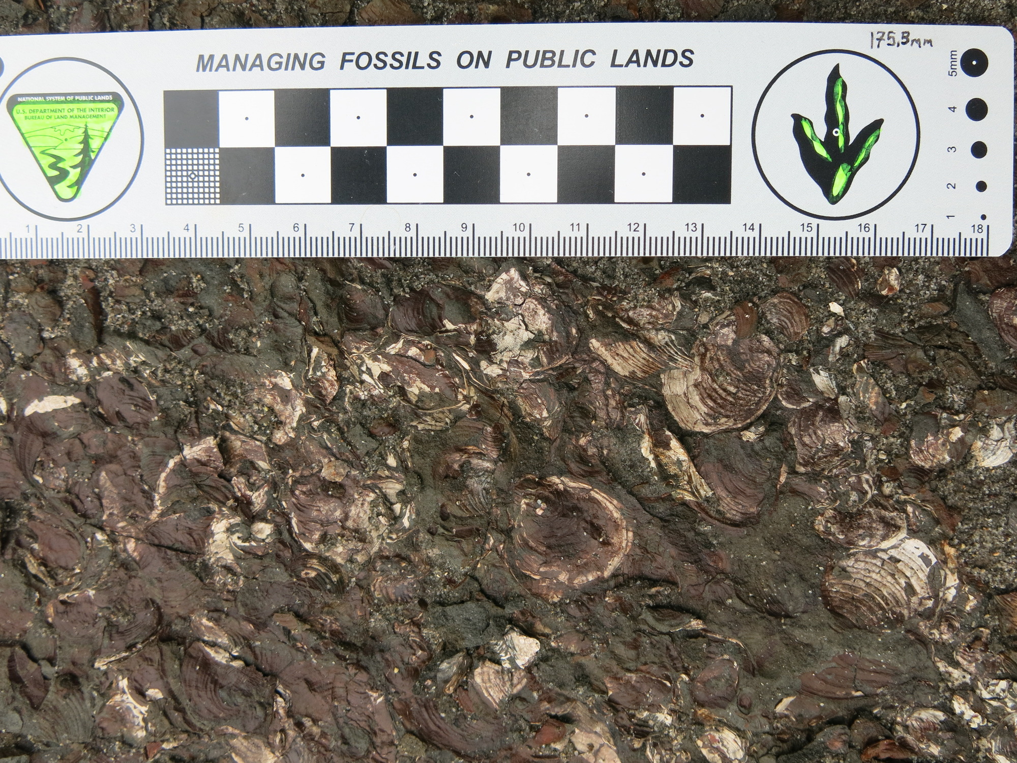 Photograph of Buchia mosquensis bivalve fossils in the Naknek Formation Snug Harbor Siltstone member near the Ukak River. 