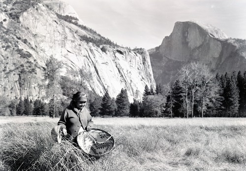 Maggie Howard beating grass seeds into burden basket. Probably taken during filming of movie "Yosemite Native Americans". Baskets were in Yosemite Collections (@ that time): seed beater - Miwok; burden basket-Wintu or Atsugewi - scene not accurate description of the activity.
