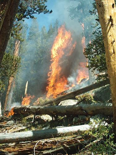 McClure wildfire used for resource benefit, Sequoia and Kings Canyon National Parks, summer 2004