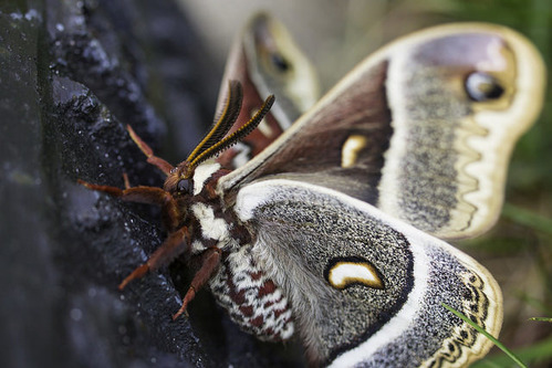 A large tan, black and brown moth with a marking on wing that looks like an eye.