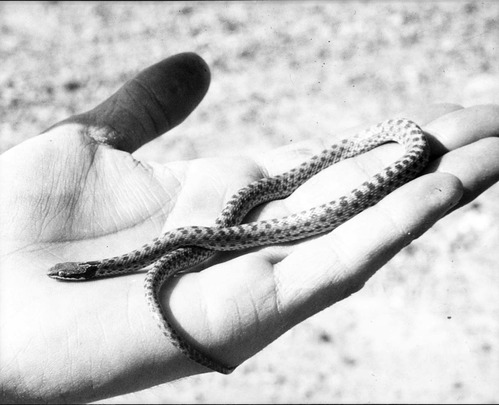 Spotted night snake in palm of a hand.
