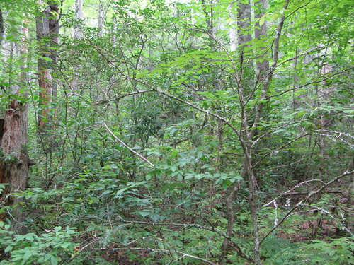 GRSM Accuracy Assessment. Plot Code: GRSM_AA_0078_3