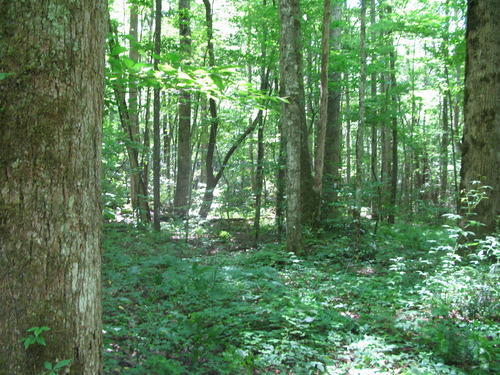 GRSM Accuracy Assessment. Plot Code: GRSM_AA_0293_4