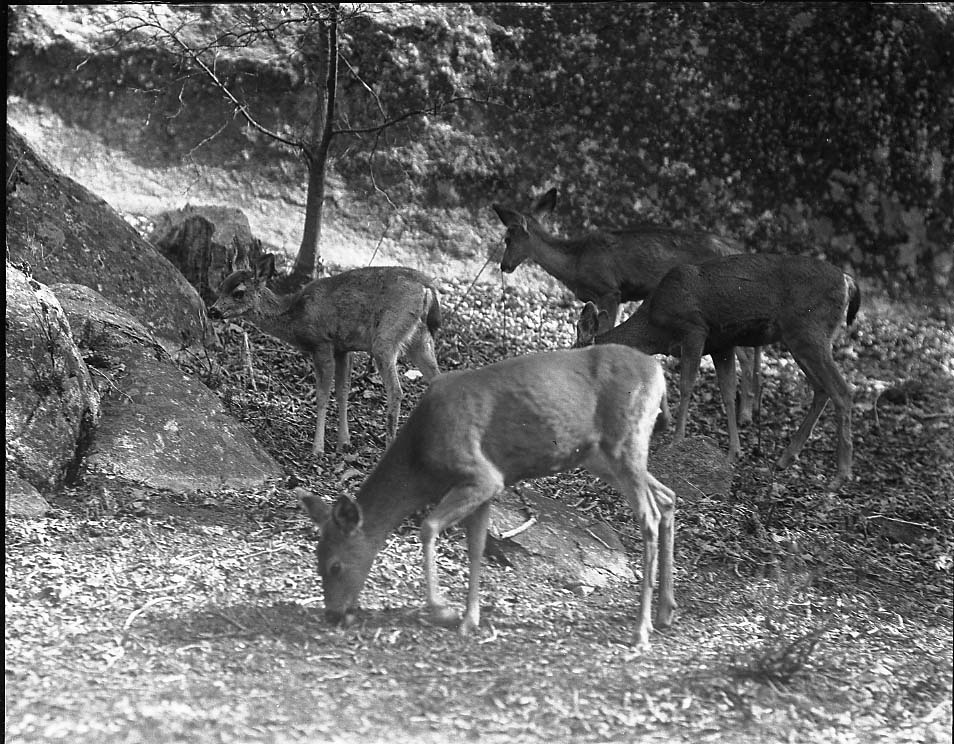 Yosemite National Park
