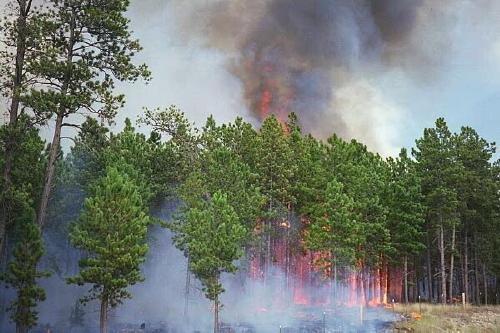 Jasper Fire, Jewel Cave National Monument, August 2000
