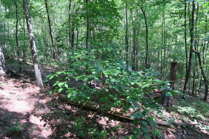 GRSM Accuracy Assessment. Plot Code: GRSM_AA_0955_3