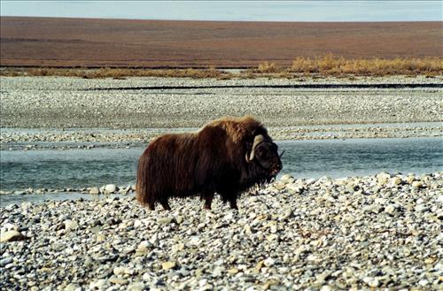1 Muskoxen in Alaska