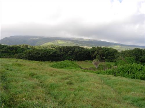 Vegetation management efforts have restored native lauhala forest at Puhilele Point, Kipahulu District, Haleakala National Park.