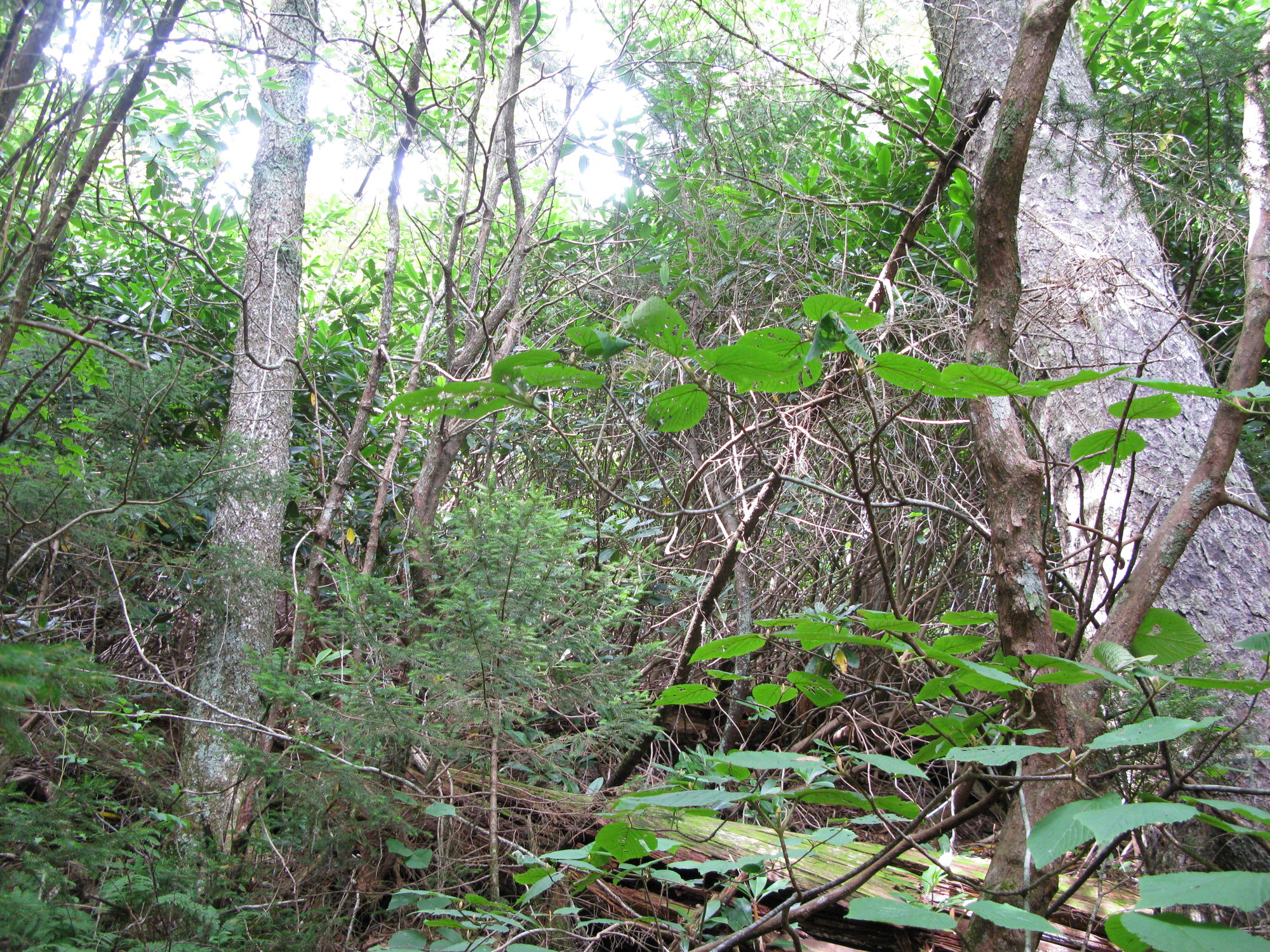 GRSM Accuracy Assessment. Plot Code: GRSM_AA_0068_2