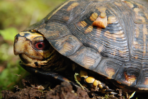 Portrait of a turtle half pulled into shell. It has a yellow head with black patches and a red eye. Each segment of the shell is black with yellowish splotches and parallel ridges.