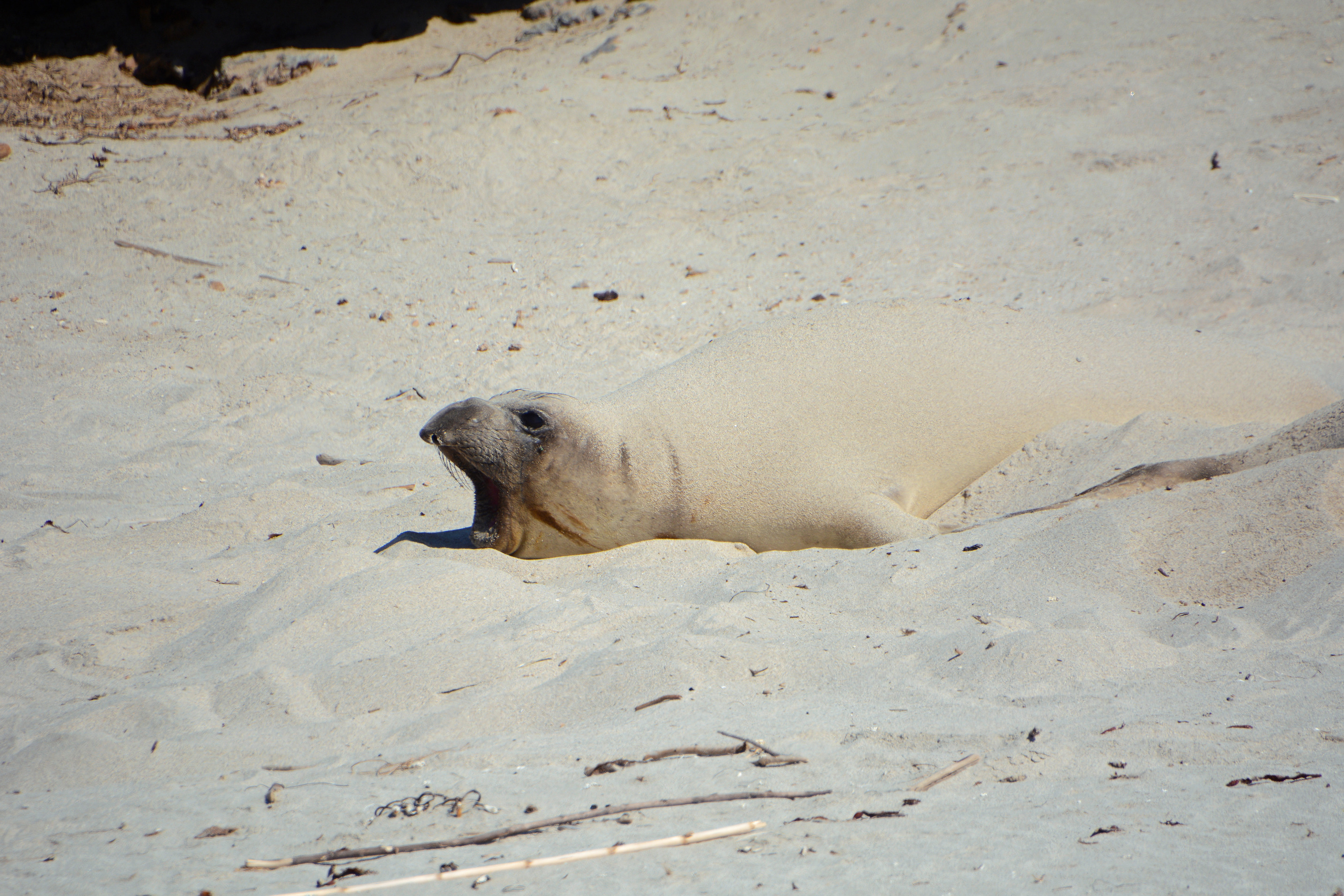 seals and sea lions laying on the coast