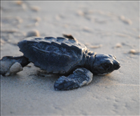 Kemp's Ridley sea turtle (Lepidochelys kempii), Padre Island National Seashore, 2015.. A Kemp's Ridley hatchling making its way home to the ocean.