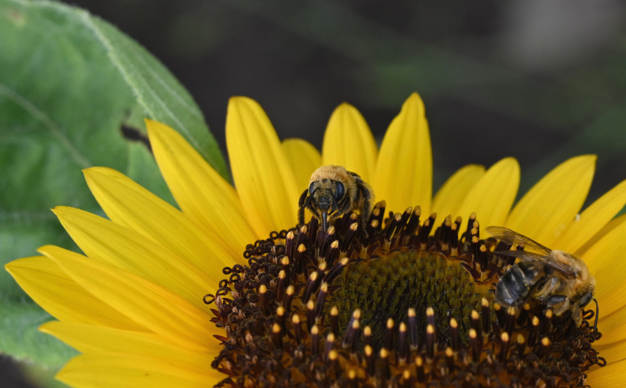 A fuzzy bee with orange-yellow hair showing her tongue on a sunflower with yellow petals.