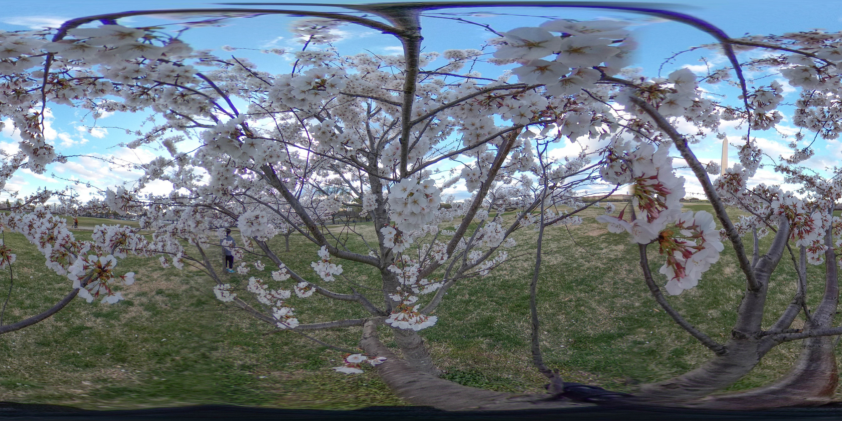 Spherical image inside of a grove of cherry blossom trees in full bloom  with pink blossoms