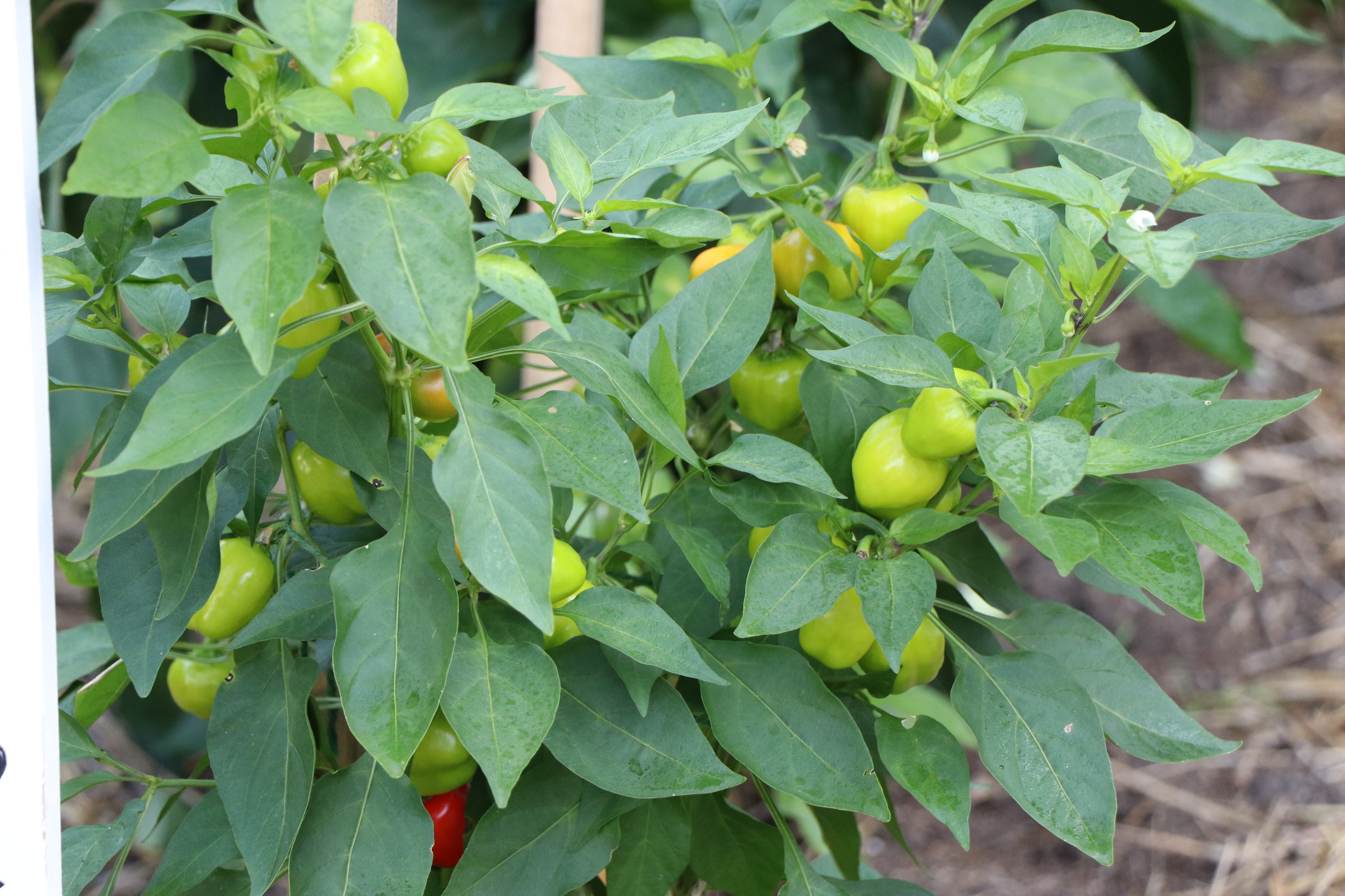 Green and red bell peppers growing on a leafy plant.