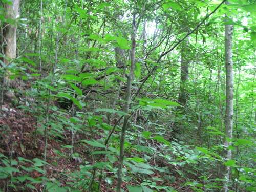 Plot Code: GRSM_AA_0610_3