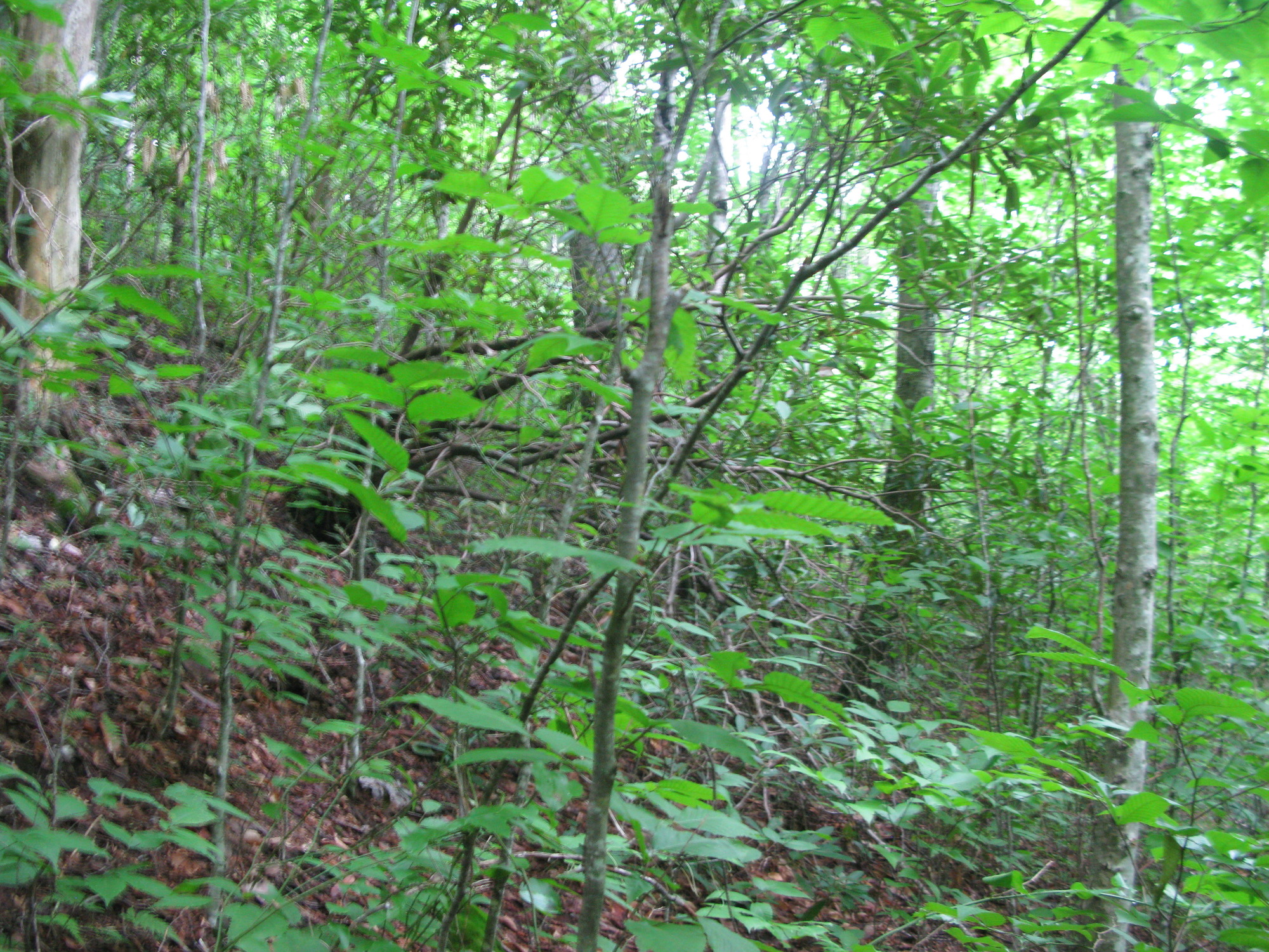 Plot Code: GRSM_AA_0610_3