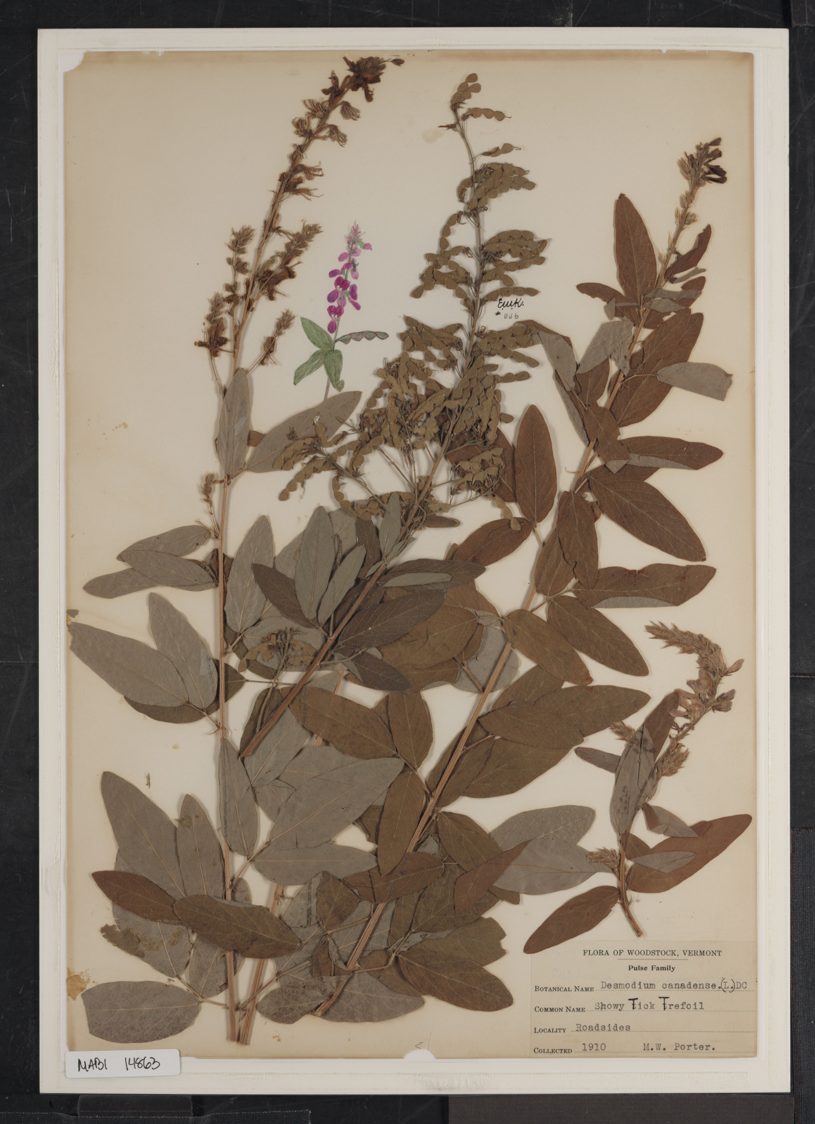 Preserved biological specimen on paper.