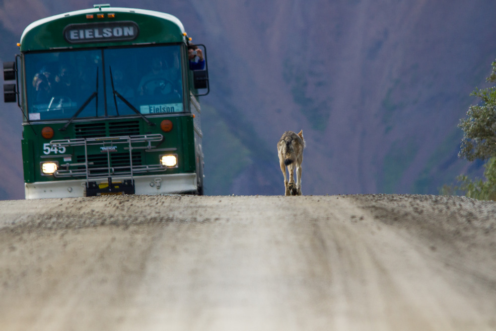 a wolf walking down a dirt road toward a green bus