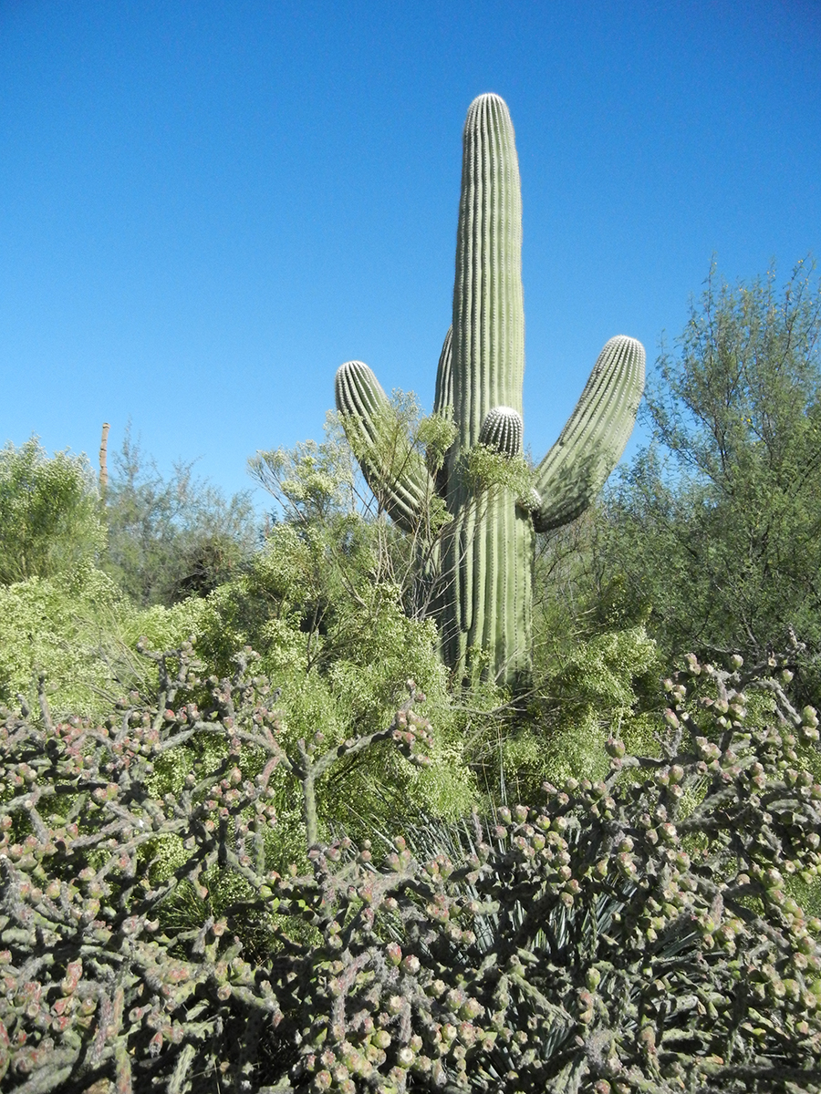 Large columnar cactus with multiple arms grows with trees with small green leaves and tubular cactus.