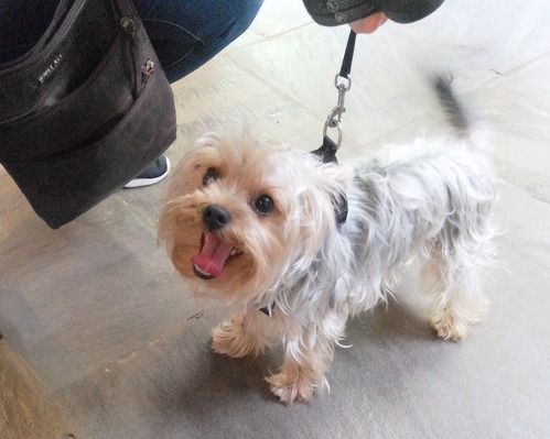 Dog standing in the visitor center