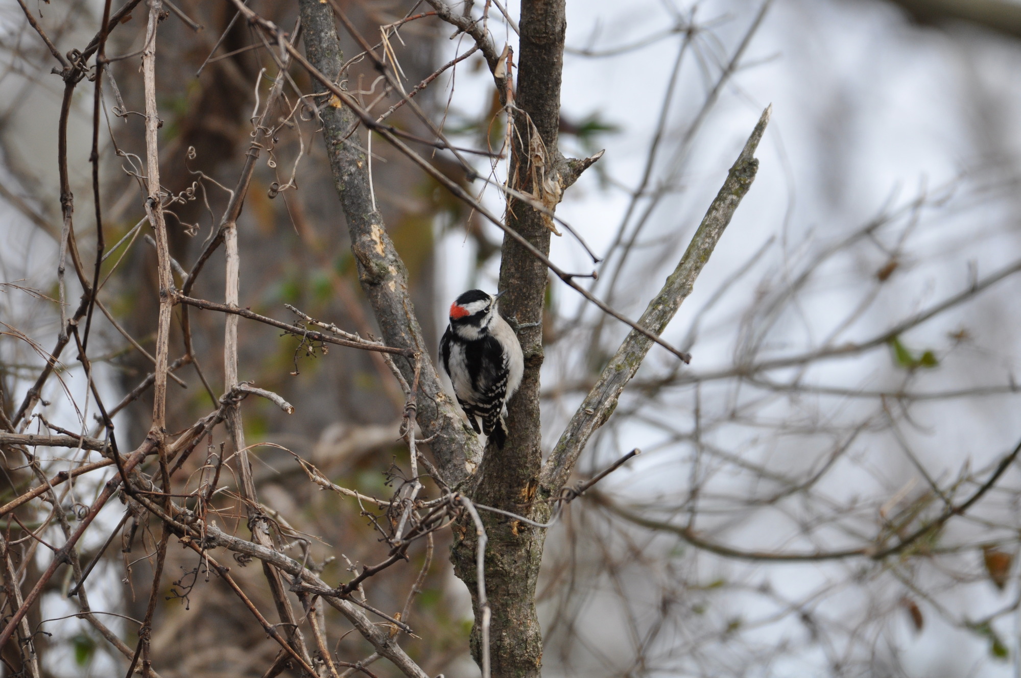 Small bird with a sharp beak, black wings, a white breast, and a red spot on its head.