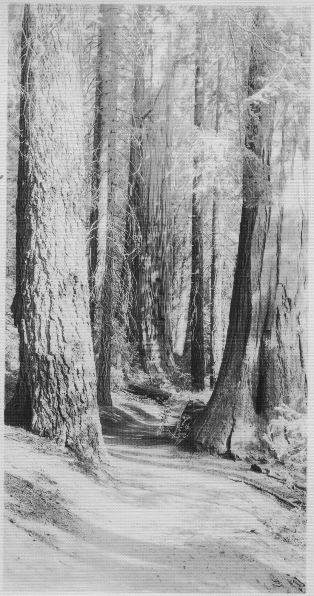 SEKI Roberts Collection Series: 3 Prints; 1 Small; 13 Sequoias