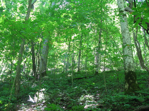 GRSM Accuracy Assessment. Plot Code: GRSM_AA_0203_6