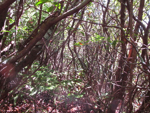 GRSM Accuracy Assessment. Plot Code: GRSM_AA_0312_6