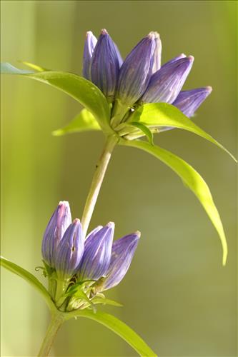 Bottled gentians in Cuyahoga Valley National Park