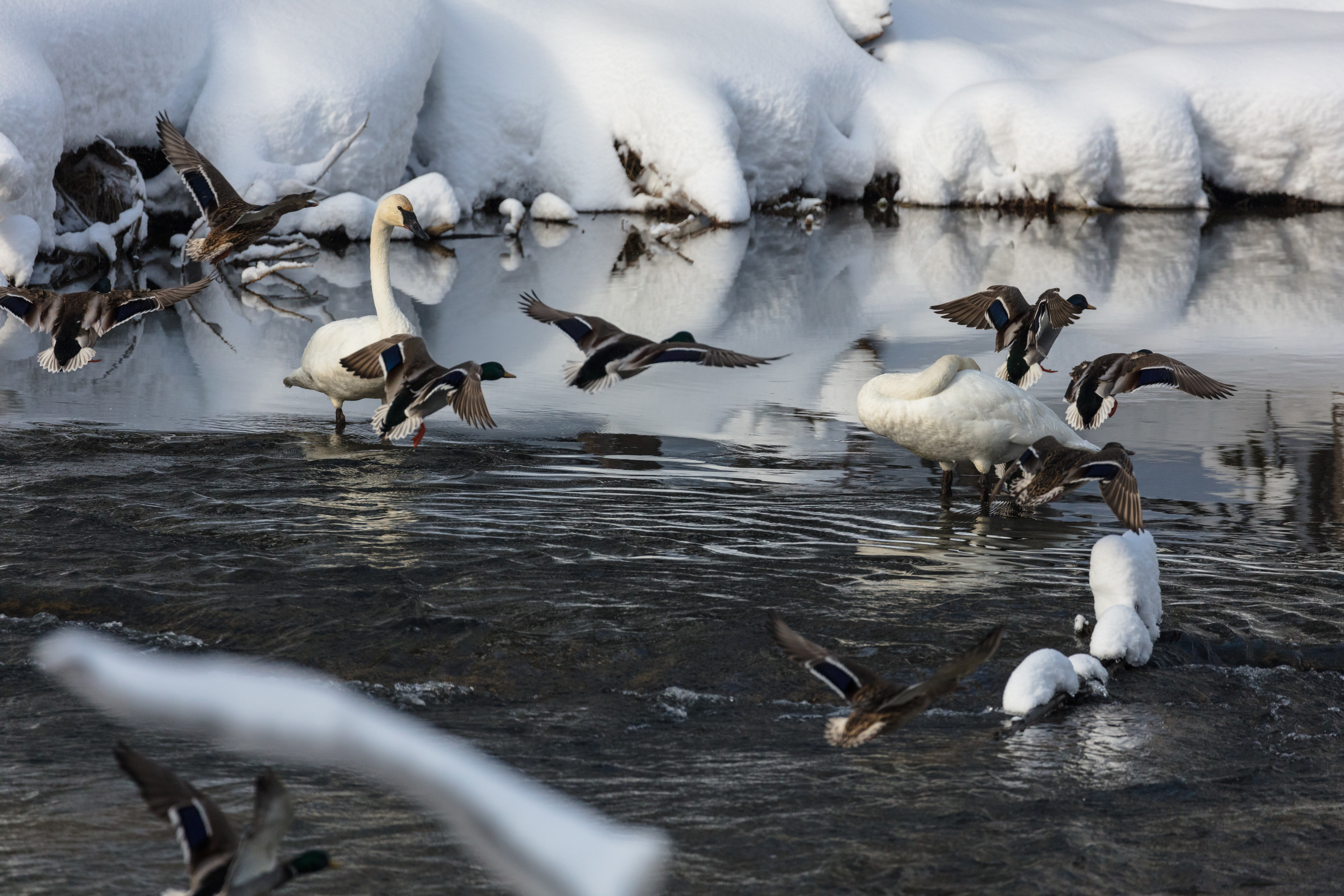 Mallard ducks land in water next to trumpeter swans in winter