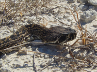 Eastern diamondback (Crotalus adamanteus), Big Cypress National Preserve, 2014.. CAUTION. DO NOT APPROACH THIS SNAKE. Most deaths in the United States due to snakebites are because of the eastern (not western) diamondback. It has a very potent venom and injects the venom in large quantities after a very fast strike -- 175 miles per hour! The eastern diamondback is the largest of the 32 rattlesnake species currently recognized. They are restricted to the lower coastal plain of the southeast, from North Carolina to eastern Louisiana. Like most pitvipers, the eastern diamondback spends most of its time coiled in palmetto thickets or other thick vegetation to ambush prey. Movement between locations occurs during the day, mostly during mornings and evenings in summer.