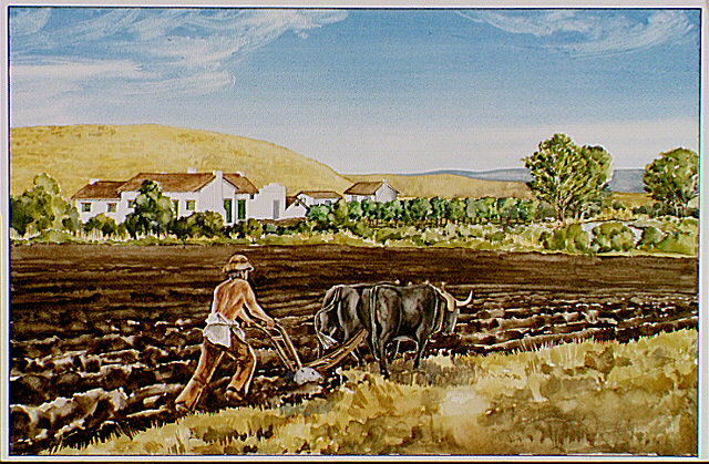 Marcus Whitman walking behind an oxen pulled plow in a field outside the Whitman Mission.