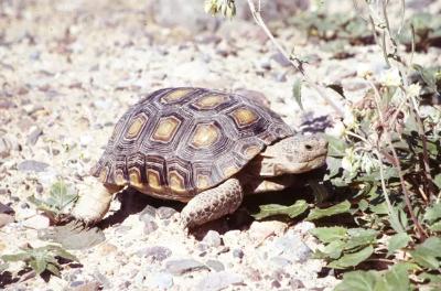 A Mojave Desert Tortoise crawling over rocks to some vegetation 