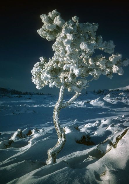 Limber Pine (Pinus flexilis)