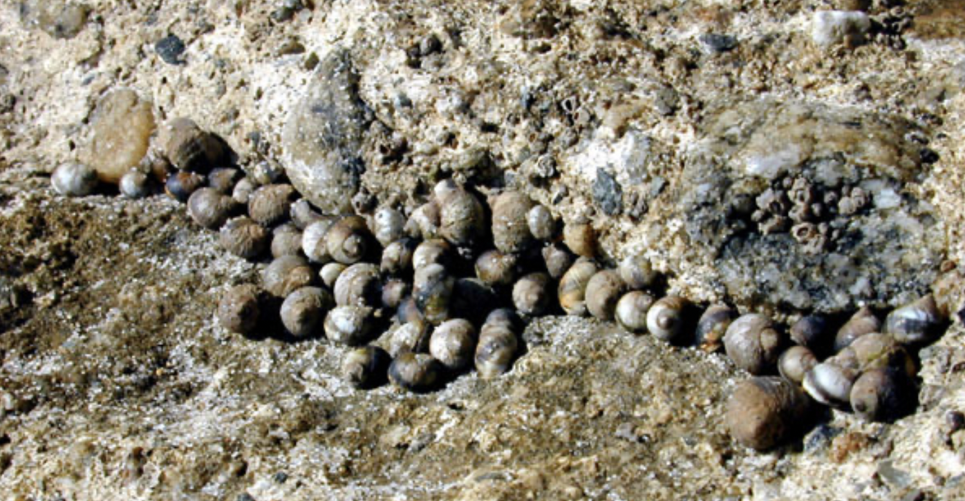 Gray pea sized snails clumped together in  a depression in a rock..