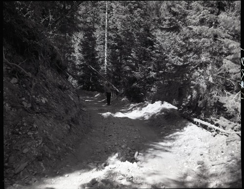 Dirt road from Potato Hollow to Kolob Creek, bulldozer graded road section on park land.