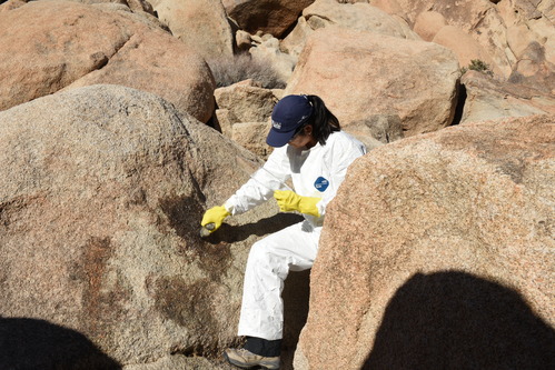 a volunteer in a white protective suit, blue hat, and yellow gloves rubs liquid on a rock to remove graffiti