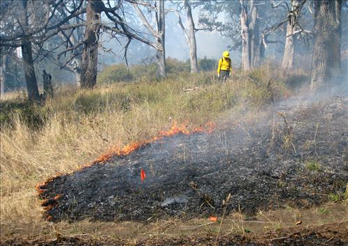 Prescribed Fire, Part 2