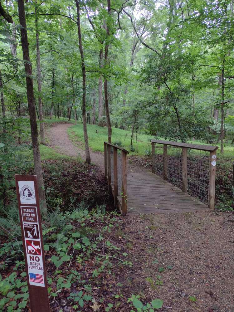 A small wooden bridge crosses a gully and proceeds along a dirt path through open forest, light green from the sunlight.