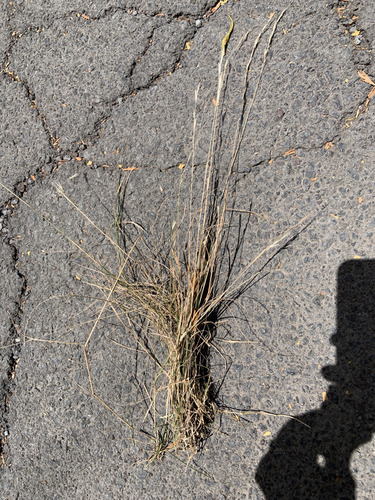 Photo of plant species Rytidosperma penicillatum