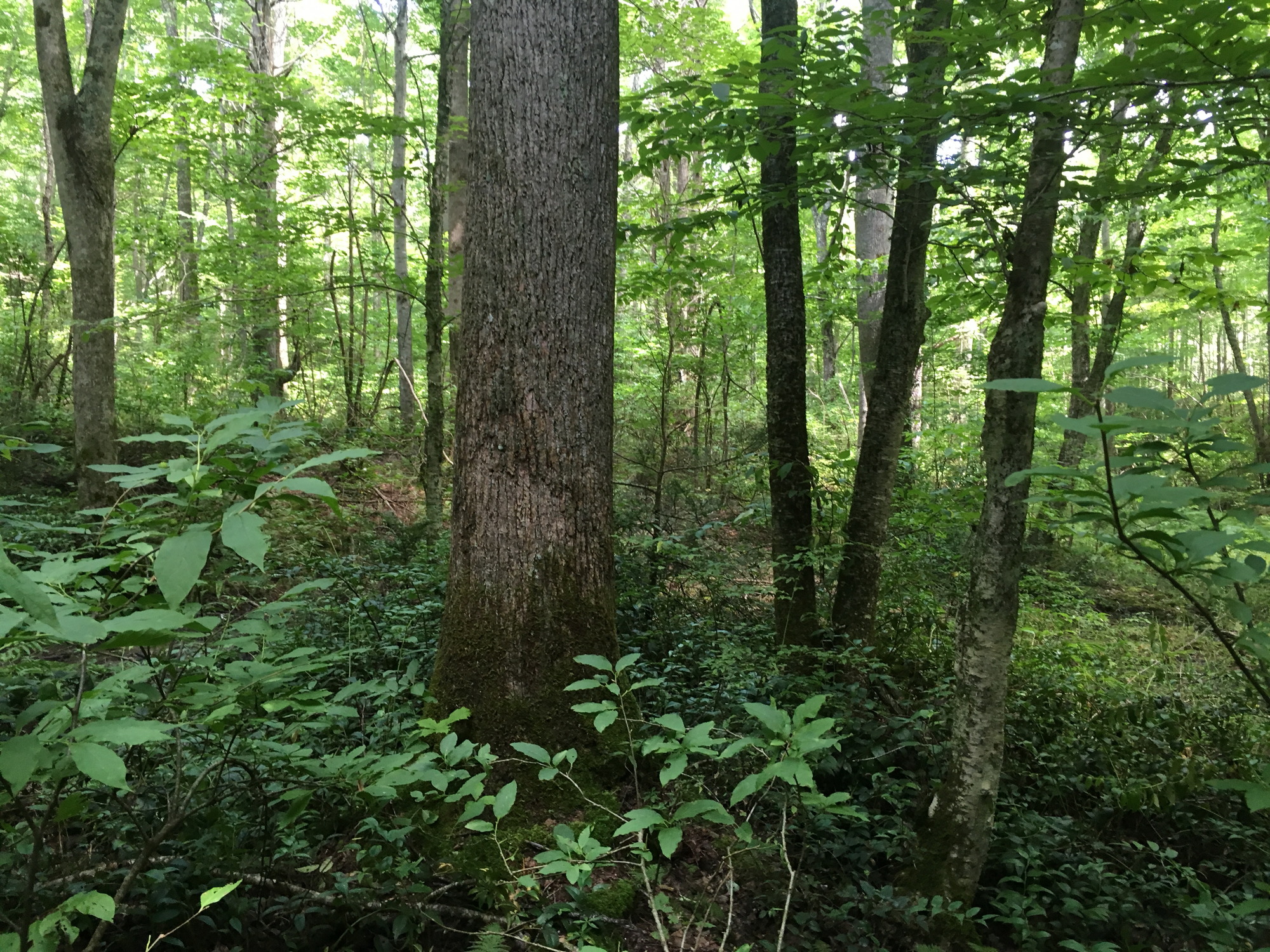 Plot Code: GRSM_AA_0654_2