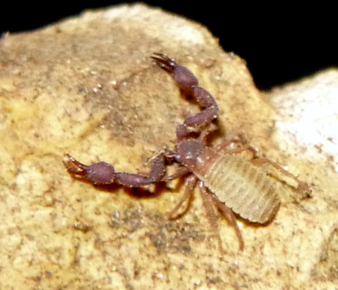 Brown and tan cave pseudoscorpion with claws extended on a yellowish cave formation.