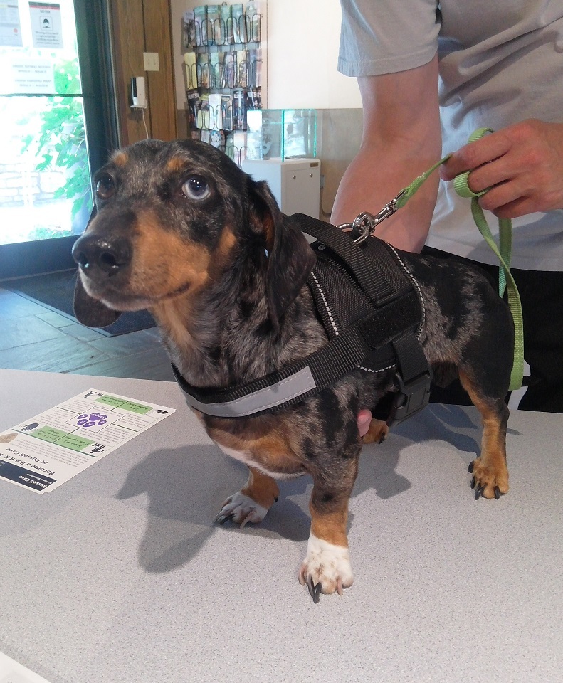 Dog standing on the front desk 