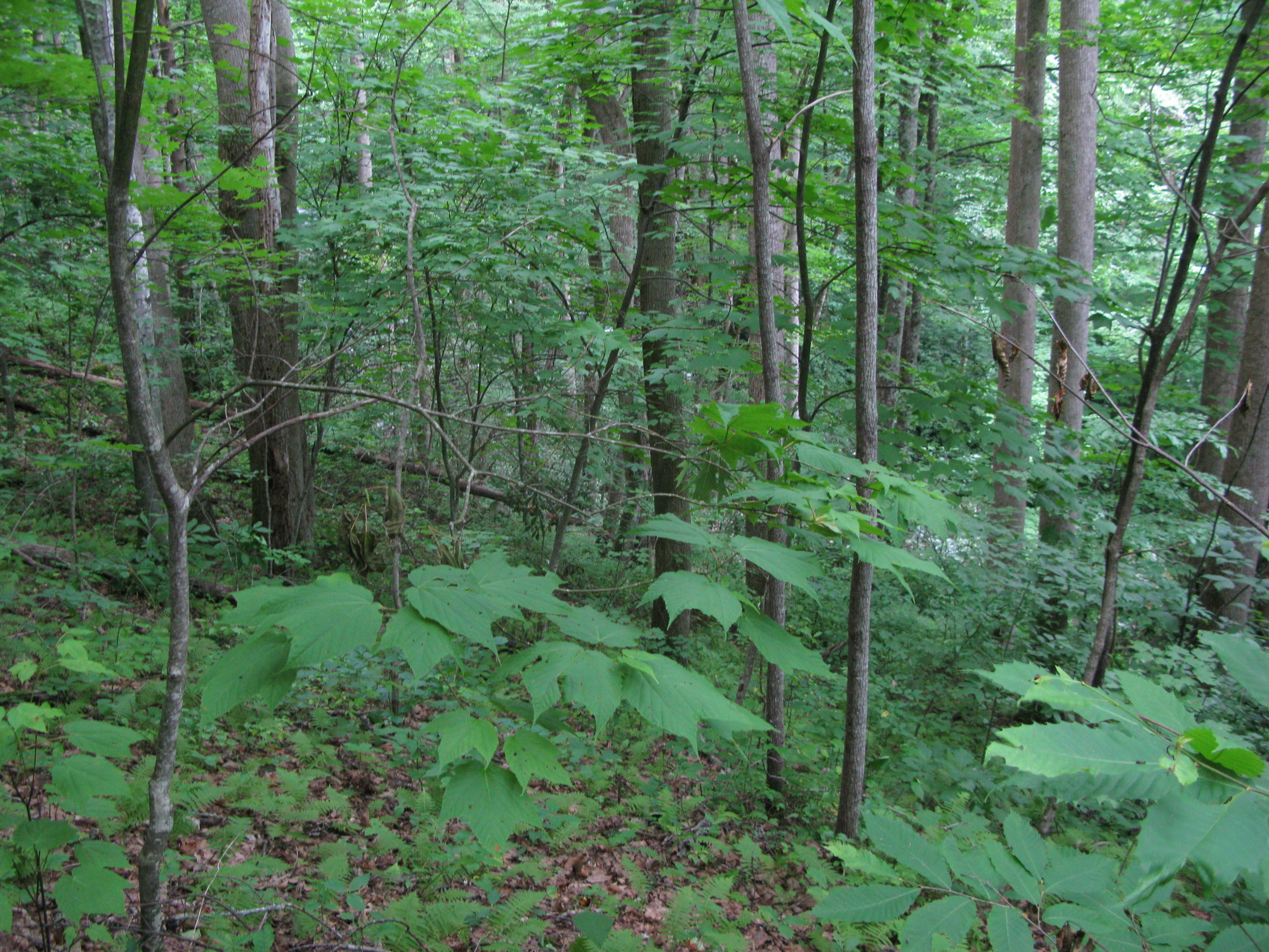 GRSM Accuracy Assessment. Plot Code: GRSM_AA_0914_3